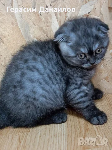 шотландски котенца