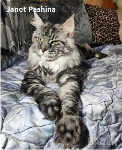 Мейн Куун котарак за разплод , снимка 3 - Търси партньор - 48431806