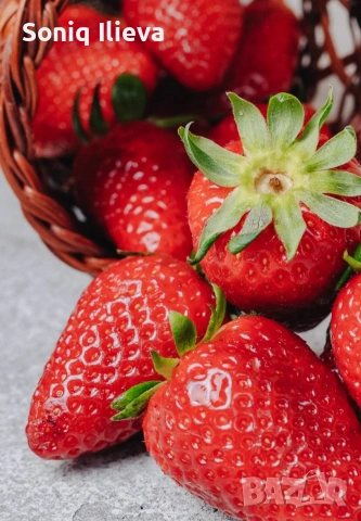 продавам разсад ягоди и малини , снимка 12 - Разсади - 53905722