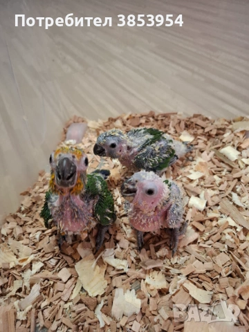 Аратинга - Яндая - бебета , снимка 7 - Папагали - 54079961