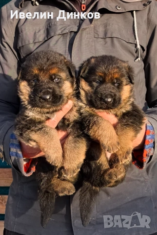 Мъжки немски овчарки с родословие. , снимка 1 - Немска овчарка - 53136357