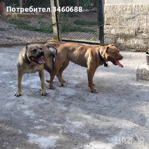 Prodavat se malki pit buli tova sa maikata i bahtata, снимка 2 - Други услуги - 52725203