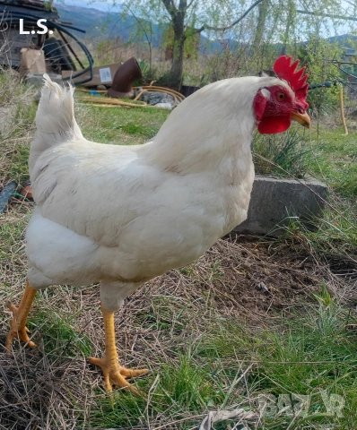 млади петлета , снимка 5 - Кокошки и пуйки - 54019327