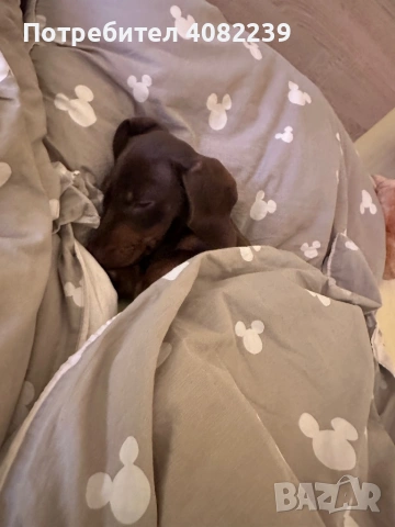 Продавам Мини Дакел Шоколад!, снимка 3 - Дакели - 53264143