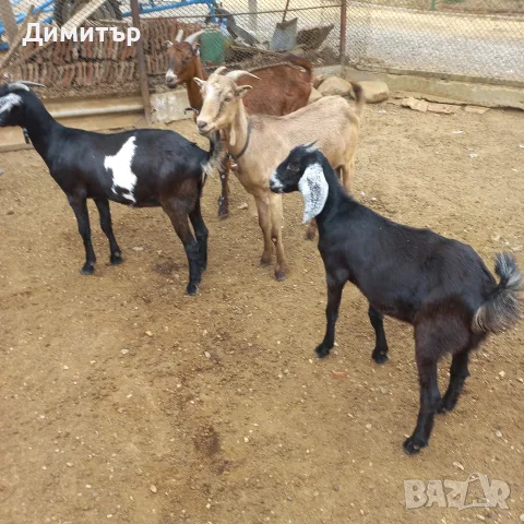 продавам 4 ярета, снимка 4 - Кози - 56222611
