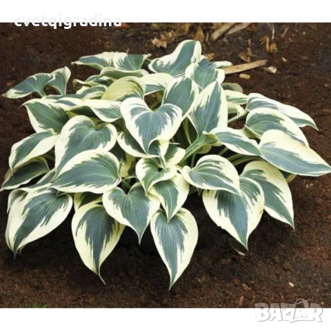 Hosta Firn Line (Хоста Снежна линия)