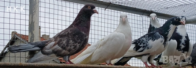 Пазарджишки гълъби , снимка 15 - Гълъби - 54061614