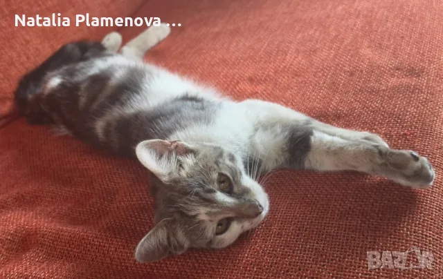 Супер гальовни котета!!!, снимка 3 - Британска късокосместа - 54821461