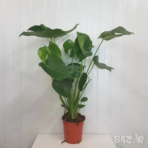 стайно растение, снимка 1