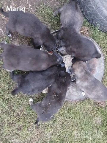 Подарявам кученца 