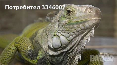 Хотел за екзотични животни, снимка 10 - Змии - 54117225