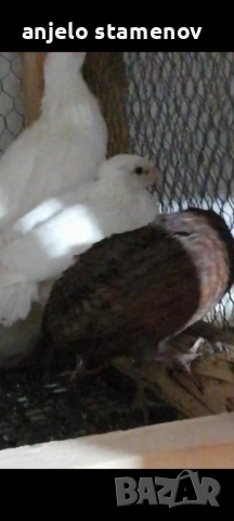 Вирджински масков пъдпъдък , снимка 7 - други­ - 52924055