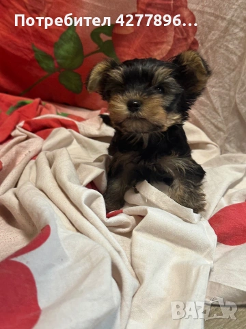  Йоркширски териерчета , снимка 2 - Йоркширски териер - 54136926
