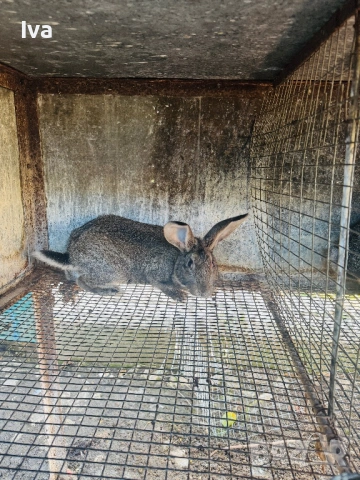 Продавам зайци на 6 месеца