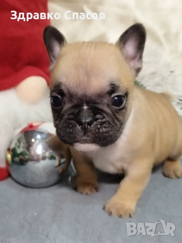 Френски булдог - бебета, снимка 4 - Френски булдог - 52821585