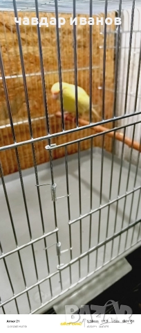 мъжки какарики кремино , снимка 4 - Папагали - 52642688