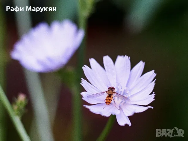 ЛЕГЕНДАРНИЯТ "OLYMPUS OM-2"- перфектен филмов комплект, снимка 6 - Фотоапарати - 55974064