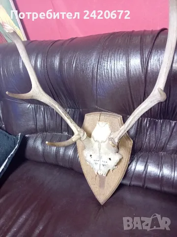 ловен трофей  сърандак, снимка 1