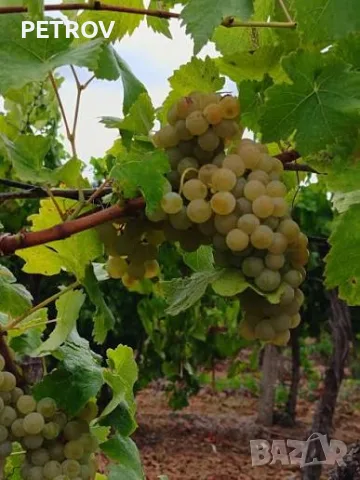 Продавам грозде шардоне