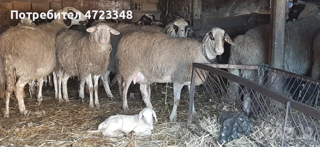 Продавам 20 млади овце, снимка 4 - Овце - 53278461