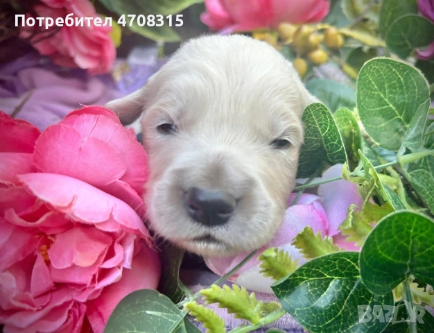 Голдън ретривър игрив мъник , снимка 2 - Голдън ретривър - 54173947