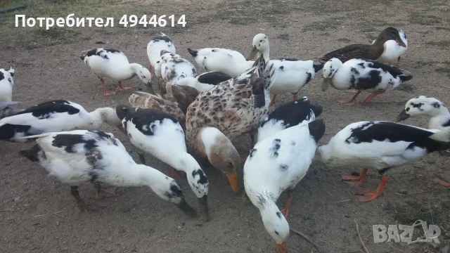 Патици френски Дюклер , снимка 2 - Патици и гъски - 56011557
