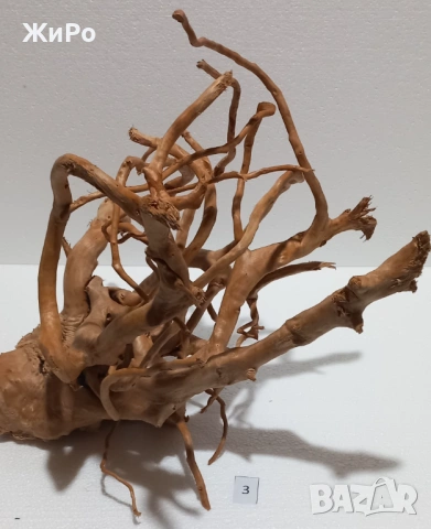 Корен от Азалия /декорация/ 3, снимка 3 - Други - 49874976