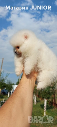 мини момиче