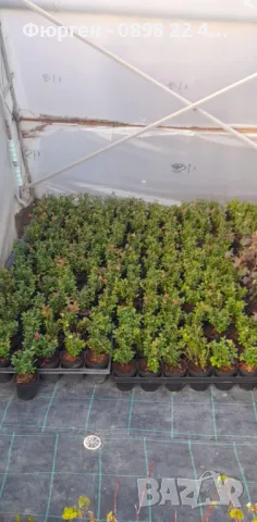 Лаврова Калина (Viburnum Tinus), снимка 6 - Разсади - 49417337