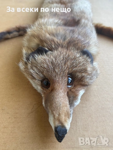 Препарирана лисица, снимка 8 - Други - 54350684