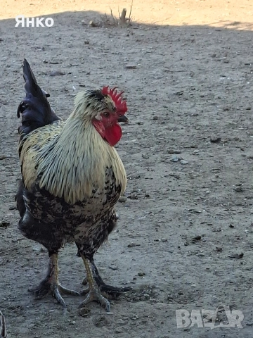 Оплодени яйца, снимка 11 - Кокошки и пуйки - 54326017