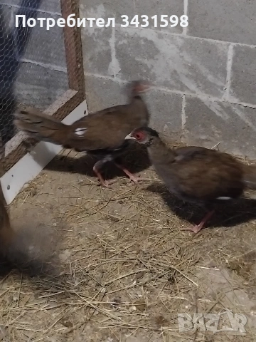 сребърни фазани , снимка 3 - други­ - 53178714