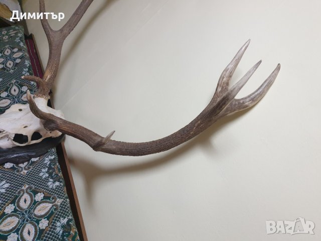 Трофей от голям благороден елен с поставка от дъб–ръчна дърворезба., снимка 4 - Антикварни и старинни предмети - 36803498