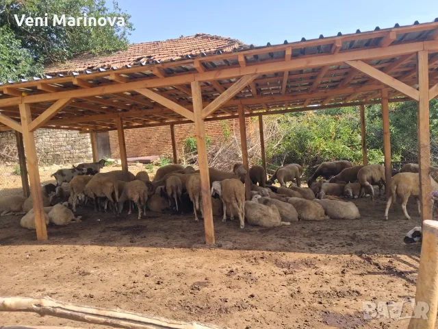 Продавам овце по договаряне 