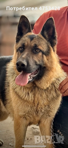Предлагам мъжка немска овчарка – Макс, за разплод. Здрав, с отличен темперамент и