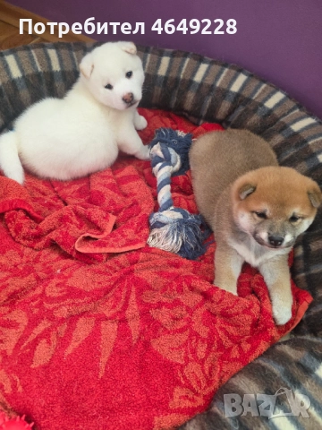 Шиба ину, снимка 2 - Шиба ину - 52390266