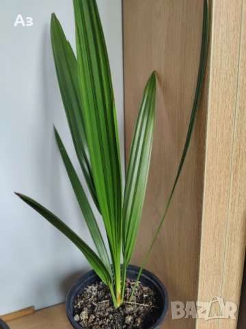 Продавам Финикови палми – 3 броя, 7 оформени листа