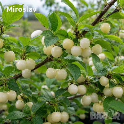 Китайска бяла Вишна (Бяла Нинджа)