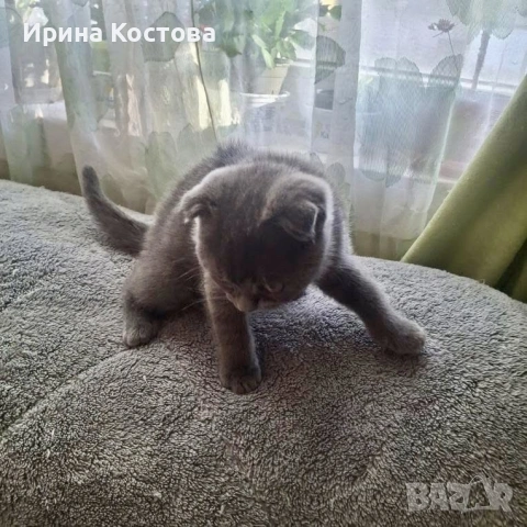 Продават се шотландски клепоухи котенца, снимка 6 - Британска късокосместа - 53937686