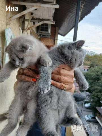 шотландски котки, снимка 6 - Други - 51869275