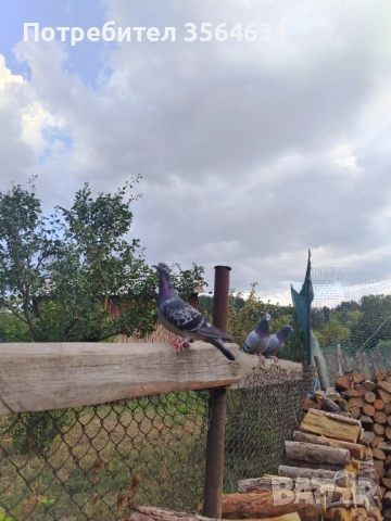 Svobodni poshtenski gulabi , снимка 2 - Гълъби - 52828604