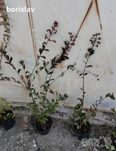 Индийски люляк, снимка 8 - Градински цветя и растения - 45784791