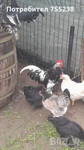 Продавам или заменям Петли , снимка 4 - За птици - 53296058