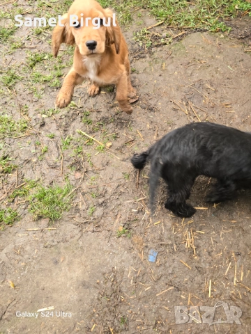 Кученца, снимка 10 - Кокер шпаньол - 52924895