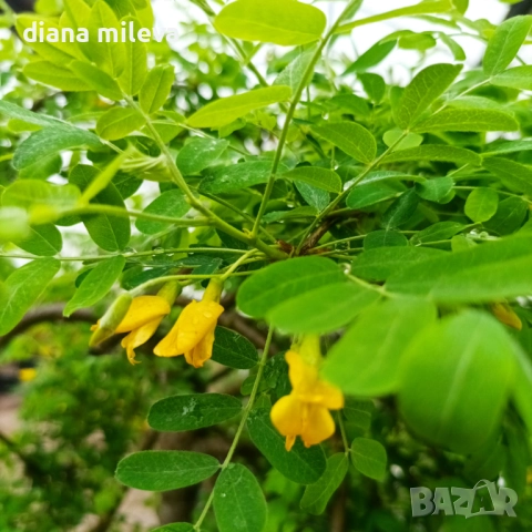 Карагана плачеща, Caragana arborescens pendula, снимка 5 - Градински цветя и растения - 52922912