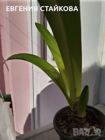 Продавам прекрасни хипеаструми. Безплатна доставка над 5 бр., снимка 10 - Стайни растения - 36481425