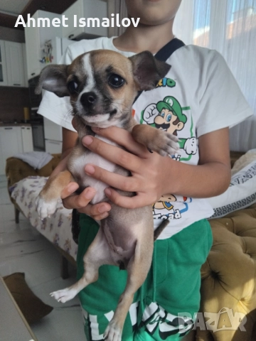 Мини пинчер, снимка 1