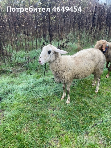 Свободни 4 броя млади заплодени овце. Намират се в гр. Летница -Ловешко,продават се заедно всичките., снимка 3 - Овце - 52456759