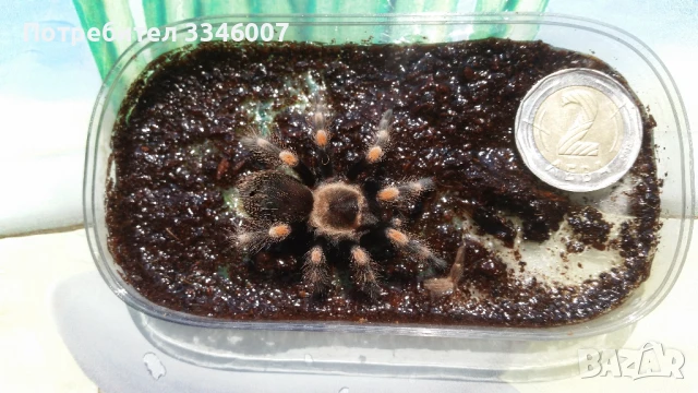 Тарантла tarantula , снимка 6 - Други - 44106536