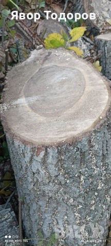 Орехов материал , снимка 5 - Дърводелски услуги - 52122704